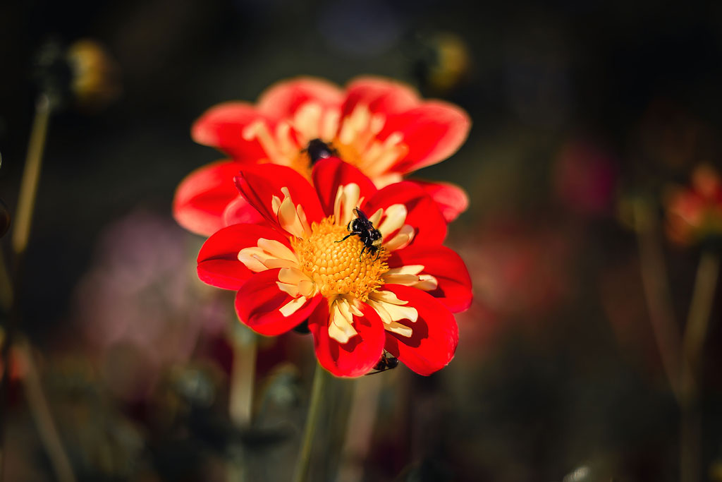 Honey bees collecting nectar from a dahlia flower